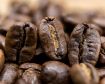 Obrazek Indonezja  Sulawesi Toraja Grade 1 | Arabica | Kawa ziarnista