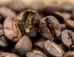 Obrazek Zambia AAA | Arabica | Kawa ziarnista